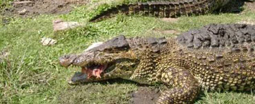 Criadero de Cocodrilos