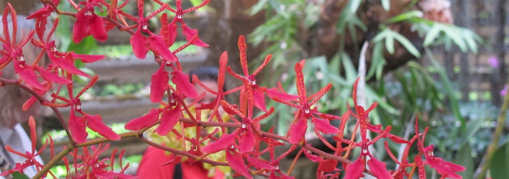 Orquideario de Soroa